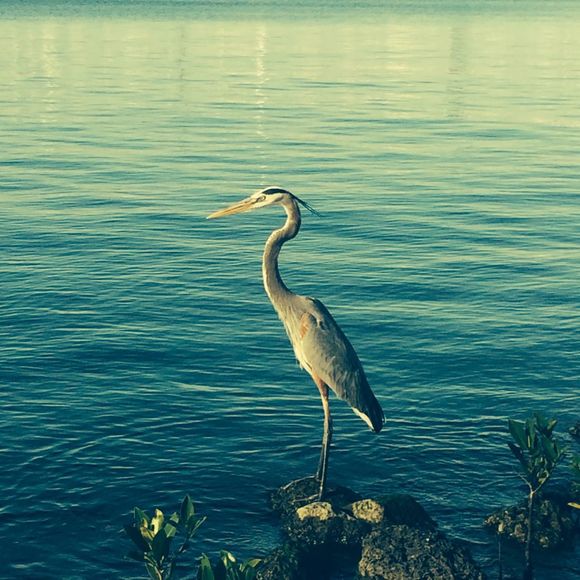 Meet your Posher, Lees - Picture 1 of 1